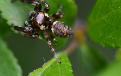 Macaroeris nidicolens